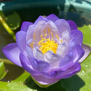 Flor de Lótus Bonsai - 🌸 A Sagrada (Compre 1 Leve 2)